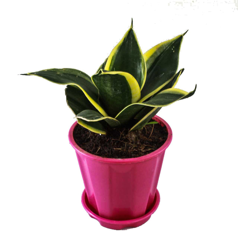 Desert_to_jungle Live plant Sansevieria trifasciata Hahnii, Dwarf Snake Plant  Sansevieria trifasciata Hahnii, Snake Plant Online
