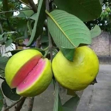 Divya bhumi agrotech H29 Taiwan Pink Guava, Amrud Plant Buy Taiwan Pink Guava,  Amrud Plant Online