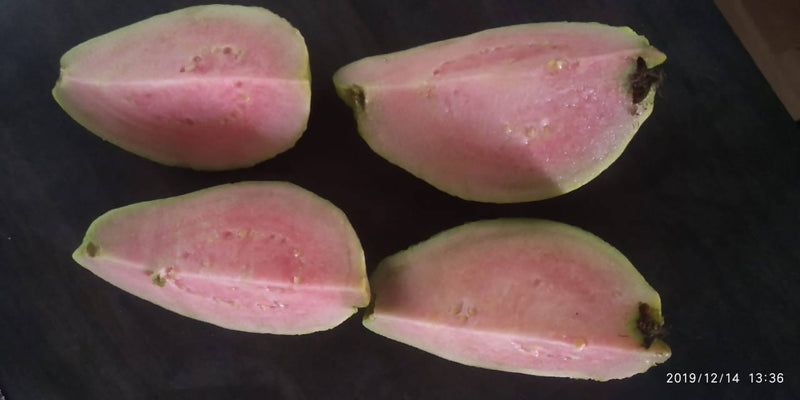 Divya bhumi agrotech H29 Taiwan Pink Guava, Amrud Plant Buy Taiwan Pink Guava,  Amrud Plant Online