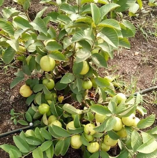 Divya bhumi agrotech H29 Taiwan Pink Guava, Amrud Plant Buy Taiwan Pink Guava,  Amrud Plant Online