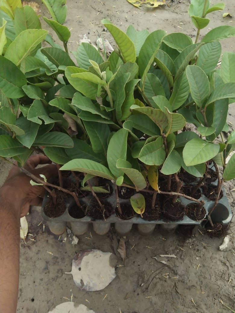 Divya bhumi agrotech H29 Taiwan Pink Guava, Amrud Plant Buy Taiwan Pink Guava,  Amrud Plant Online