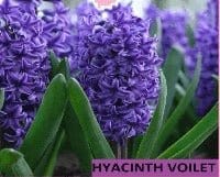 Hyacinth-Flower-Bulb-Urban-Plants