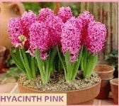 Hyacinth-Flower-Bulb-Urban-Plants