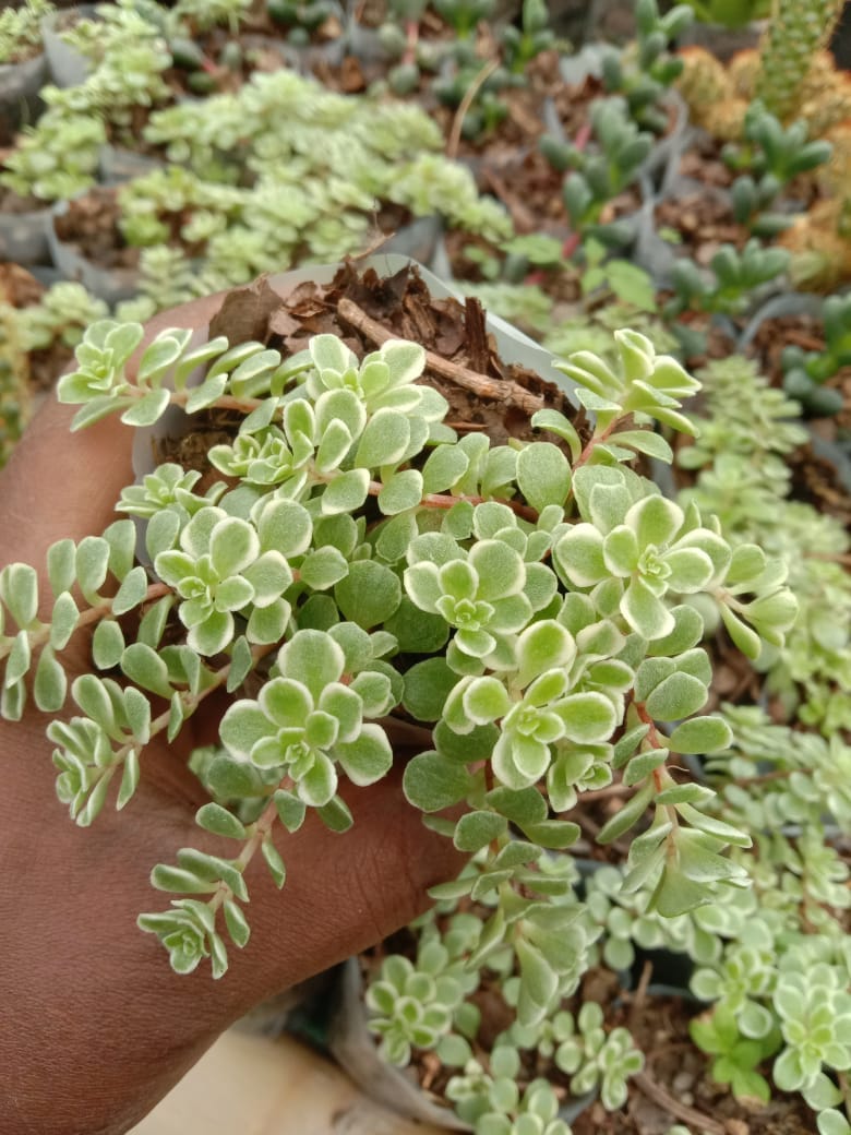 Fast Bundle SUCCULENTS Succulents Combo Set- 6 Succulents + Set of 5 Buy 4 inch (10 cm) Round Plastic Pot (set of 5) Succulents Combo Set- 6 Succulents + Buy 4 inch Round Plastic Pot (set of 5)