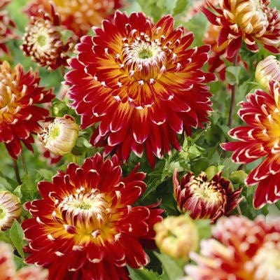FernsFly-Flower-Bulb-Dahlia-Akita-Flower-Bulbs-Buy-Dahlia-Akita-Red-Flower-Bulbs-Online-from-Urban-Plants