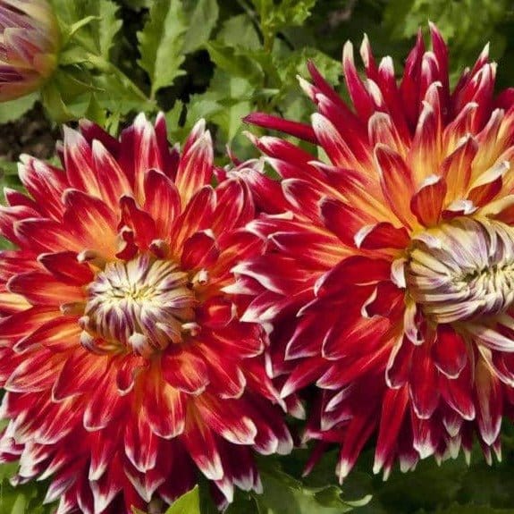 FernsFly-Flower-Bulb-Dahlia-Akita-Flower-Bulbs-Buy-Dahlia-Akita-Red-Flower-Bulbs-Online-from-Urban-Plants