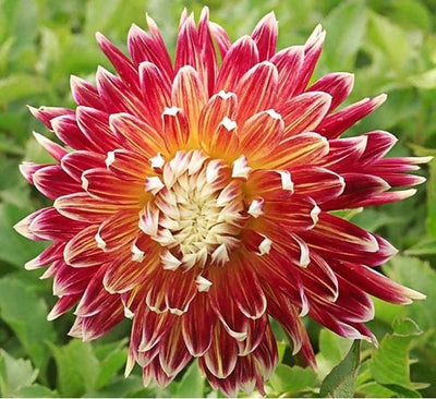 FernsFly-Flower-Bulb-Dahlia-Akita-Flower-Bulbs-Buy-Dahlia-Akita-Red-Flower-Bulbs-Online-from-Urban-Plants