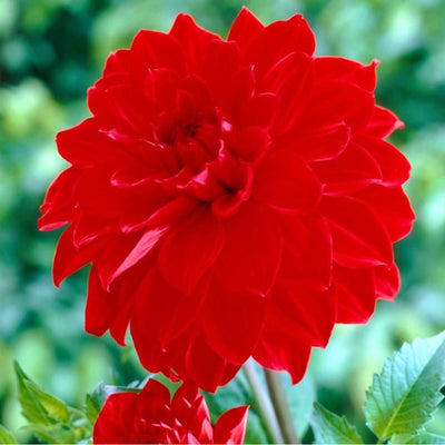 FernsFly Flower Bulb Dahlia Barbarossa Hybrid Flower Bulbs Buy Dahlia Barbarossa Hybrid Flower Bulbs Online from Urban Plants