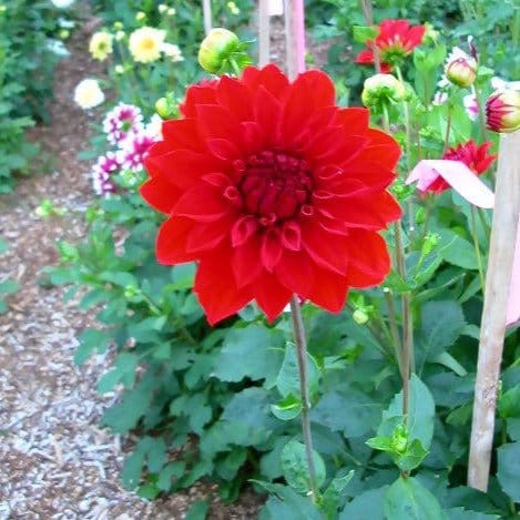 FernsFly Flower Bulb Dahlia Barbarossa Hybrid Flower Bulbs Buy Dahlia Barbarossa Hybrid Flower Bulbs Online from Urban Plants