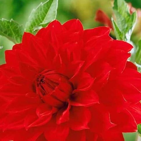 FernsFly Flower Bulb Dahlia Barbarossa Hybrid Flower Bulbs Buy Dahlia Barbarossa Hybrid Flower Bulbs Online from Urban Plants