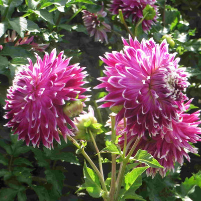FernsFly Flower Bulb Dhalia Vancouver Hybrid Flower Bulbs Buy Dahlia Hybrid Flower Bulbs- Vancouver from Urban Plants
