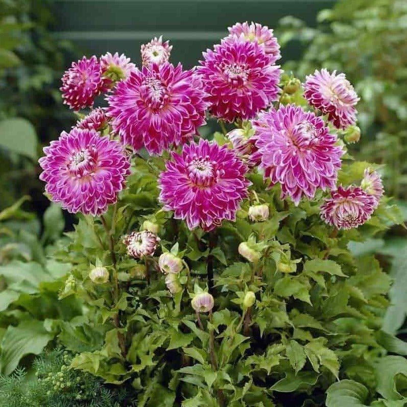 FernsFly Flower Bulb Dhalia Vancouver Hybrid Flower Bulbs Buy Dahlia Hybrid Flower Bulbs- Vancouver from Urban Plants