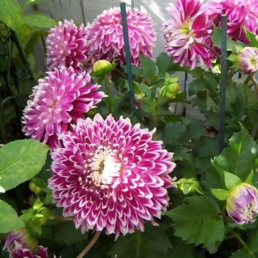FernsFly Flower Bulb Dhalia Vancouver Hybrid Flower Bulbs Buy Dahlia Hybrid Flower Bulbs- Vancouver from Urban Plants