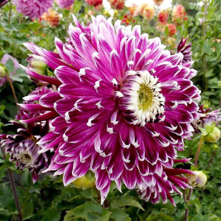 FernsFly Flower Bulb Dhalia Vancouver Hybrid Flower Bulbs Buy Dahlia Hybrid Flower Bulbs- Vancouver from Urban Plants