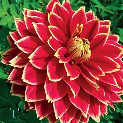 FernsFly Flower Bulb Dutch Carnival Dahlia Flower Bulbs Buy Dutch Carneval Dahlia Flower Bulbs Online