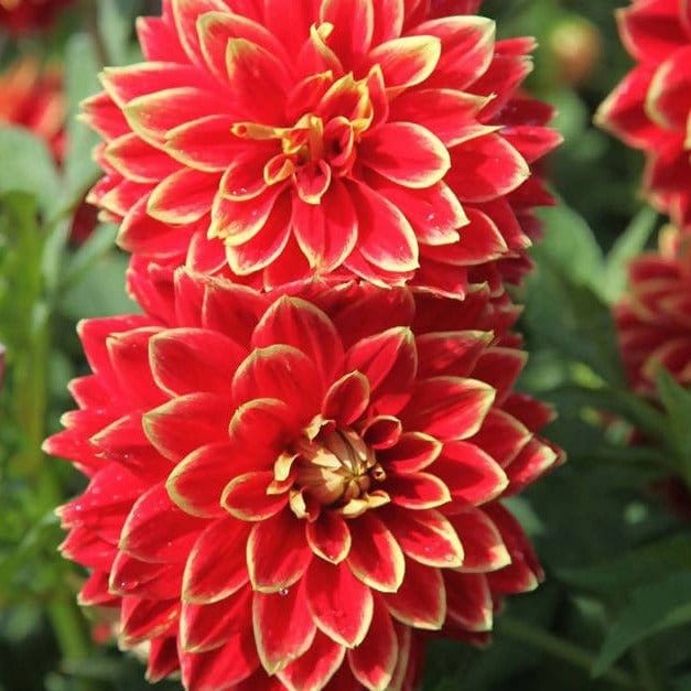 FernsFly Flower Bulb Dutch Carnival Dahlia Flower Bulbs Buy Dutch Carneval Dahlia Flower Bulbs Online