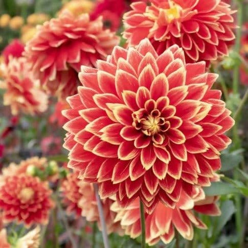 FernsFly Flower Bulb Dutch Carnival Dahlia Flower Bulbs Buy Dutch Carneval Dahlia Flower Bulbs Online
