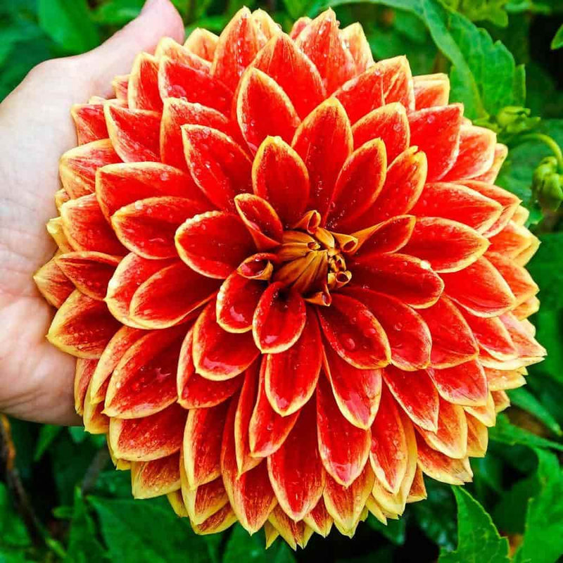 FernsFly Flower Bulb Dutch Carnival Dahlia Flower Bulbs Buy Dutch Carneval Dahlia Flower Bulbs Online