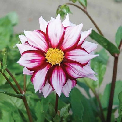 FernsFly Flower Bulb Edge OF Joy Dahalia Flower Bulbs Buy Edge OF Joy Dahalia Flower Bulbs Online