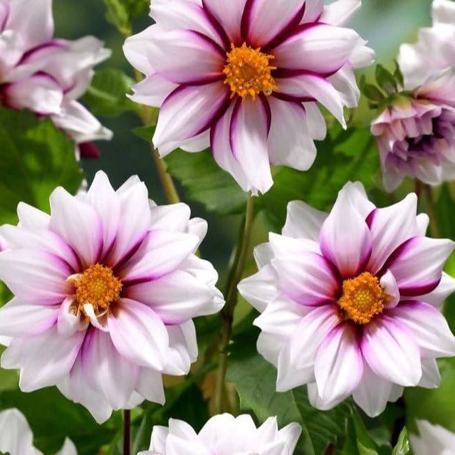 FernsFly Flower Bulb Edge OF Joy Dahalia Flower Bulbs Buy Edge OF Joy Dahalia Flower Bulbs Online