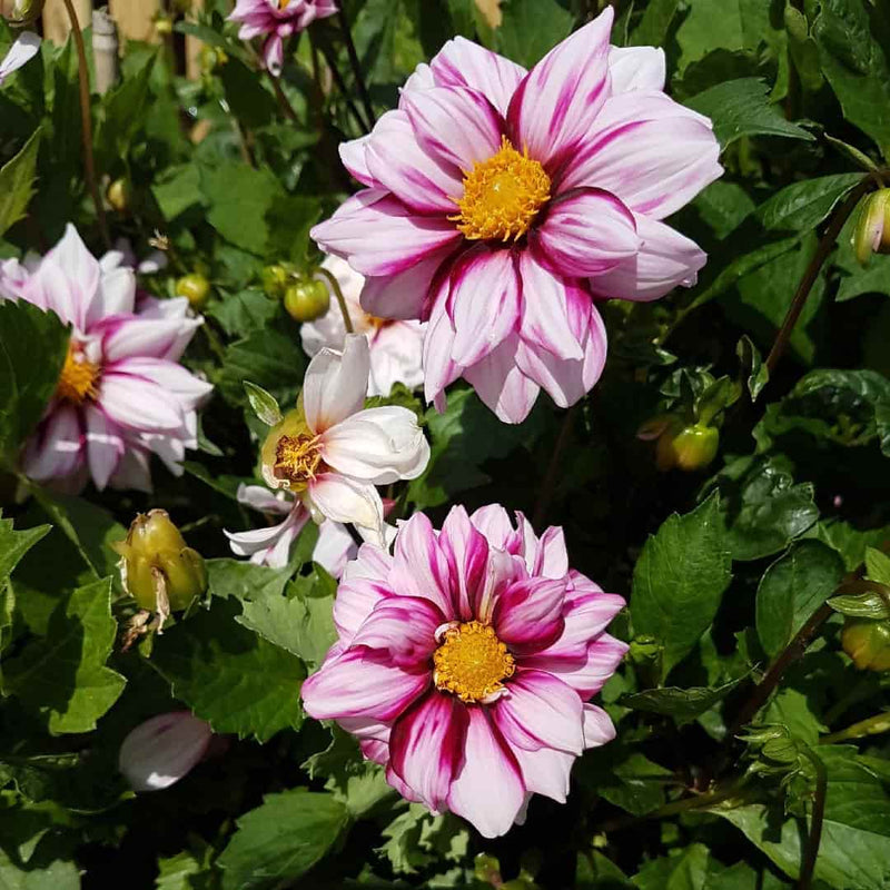 FernsFly Flower Bulb Edge OF Joy Dahalia Flower Bulbs Buy Edge OF Joy Dahalia Flower Bulbs Online