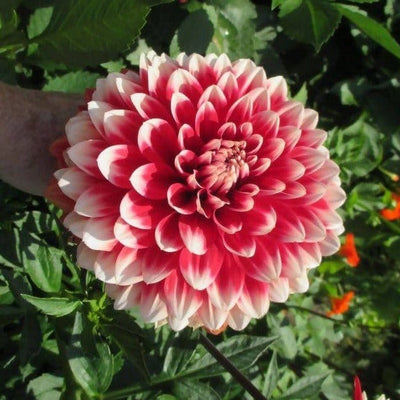 FernsFly Flower Bulb Fubuki Dahalia Red And White Flower Bulbs Buy Fubuki Dahalia Red And White Flower Bulbs Online