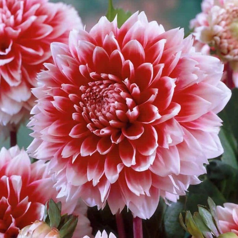 FernsFly Flower Bulb Fubuki Dahalia Red And White Flower Bulbs Buy Fubuki Dahalia Red And White Flower Bulbs Online