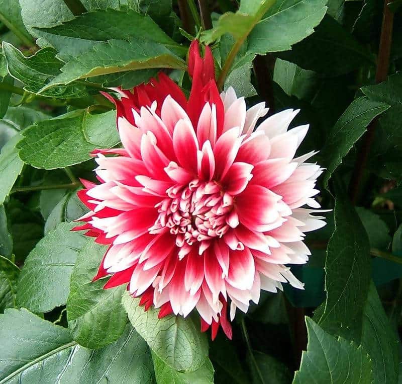 FernsFly Flower Bulb Fubuki Dahalia Red And White Flower Bulbs Buy Fubuki Dahalia Red And White Flower Bulbs Online