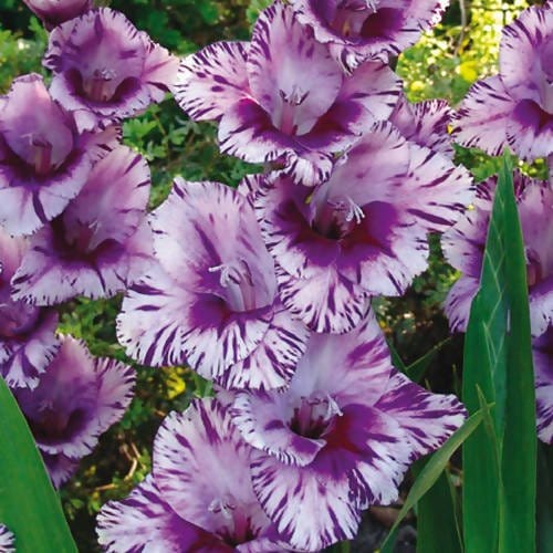 FernsFly Flower Bulb IMP. Gladiolus Bulbs- Set of 5 Buy IMP. Gladiolus Bulbs- Pack of 5 Online 