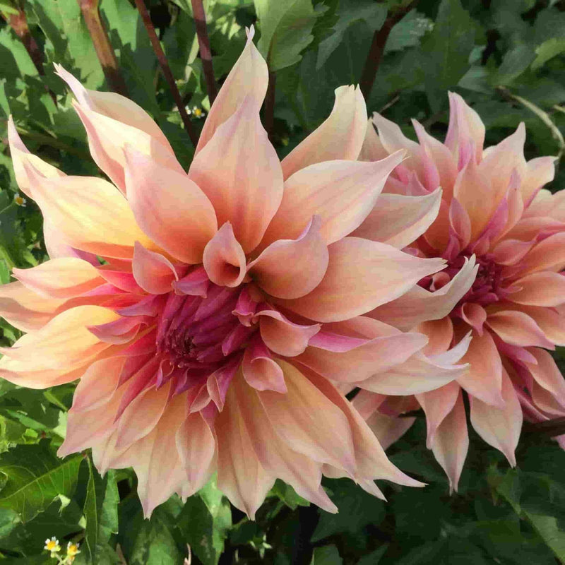 FernsFly Flower Bulb Labyrinth- Dahlia Aromatic Flower Bulbs Buy Labyrinth Dahlia Aromatic Flower Bulbs Online
