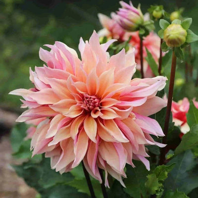 FernsFly Flower Bulb Labyrinth- Dahlia Aromatic Flower Bulbs Buy Labyrinth Dahlia Aromatic Flower Bulbs Online