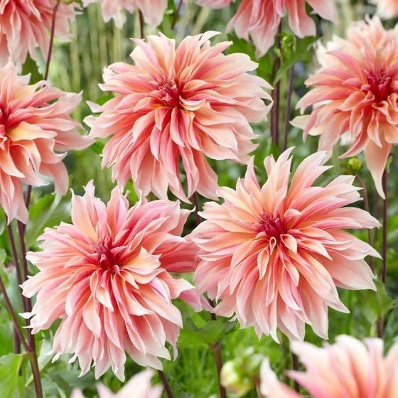 FernsFly Flower Bulb Labyrinth- Dahlia Aromatic Flower Bulbs Buy Labyrinth Dahlia Aromatic Flower Bulbs Online