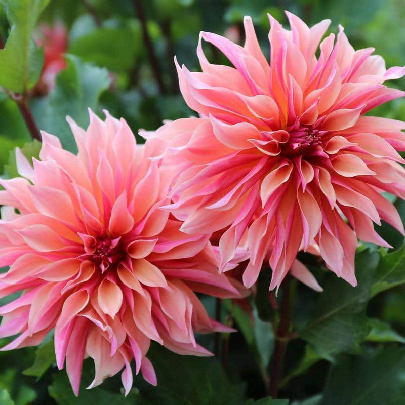 FernsFly Flower Bulb Labyrinth- Dahlia Aromatic Flower Bulbs Buy Labyrinth Dahlia Aromatic Flower Bulbs Online
