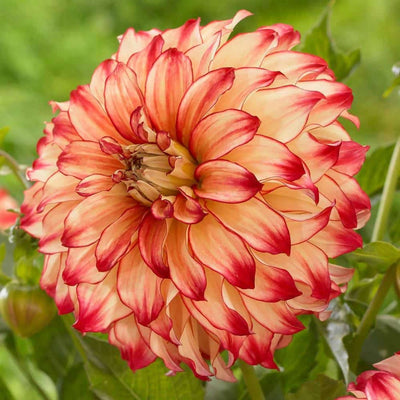 FernsFly Flower Bulb Lady Darlene- Dahlia Flower Bulbs Buy Lady Darlene Dahlia Flower Bulbs Online