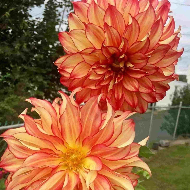 FernsFly Flower Bulb Lady Darlene- Dahlia Flower Bulbs Buy Lady Darlene Dahlia Flower Bulbs Online