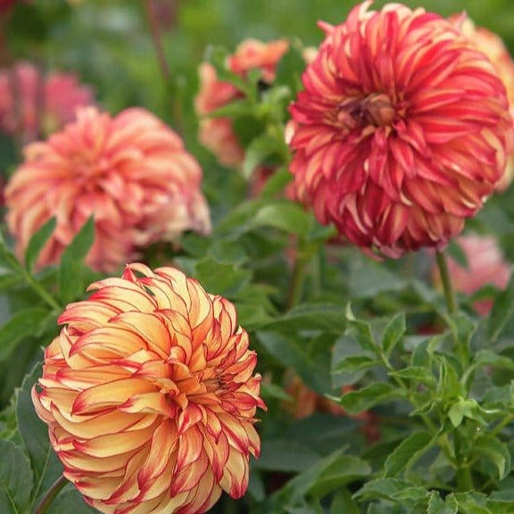 FernsFly Flower Bulb Lady Darlene- Dahlia Flower Bulbs Buy Lady Darlene Dahlia Flower Bulbs Online