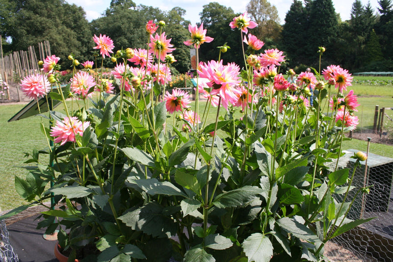 FernsFly Flower Bulb Melody Gypsy - Dahlia  Flower Bulbs Buy Flower Bulbs,  Melody Gypsy Dahlia Bulbs Online