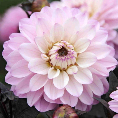 FernsFly Flower Bulb Melody Harmony Dahlia Flower Bulbs Buy Melody Harmony Dahlia Flower Bulbs Online From Urban Plants