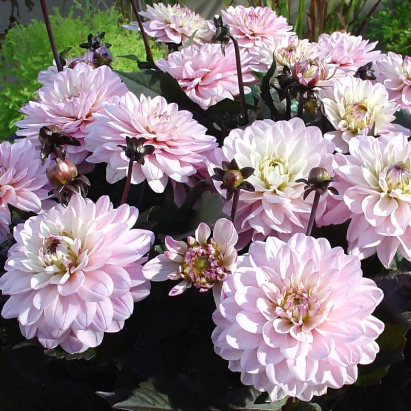FernsFly Flower Bulb Melody Harmony Dahlia Flower Bulbs Buy Melody Harmony Dahlia Flower Bulbs Online From Urban Plants