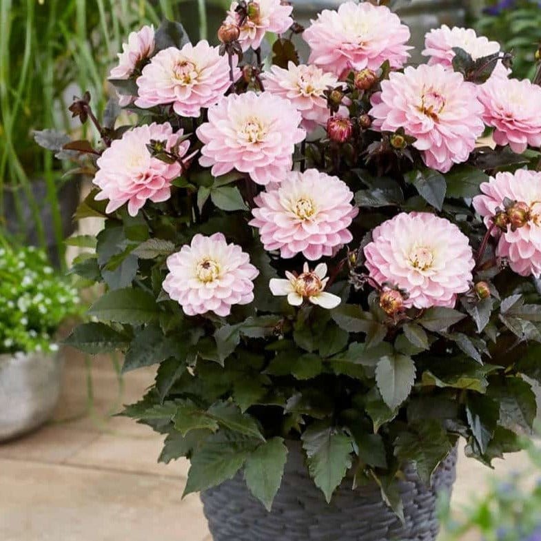 FernsFly Flower Bulb Melody Harmony Dahlia Flower Bulbs Buy Melody Harmony Dahlia Flower Bulbs Online From Urban Plants