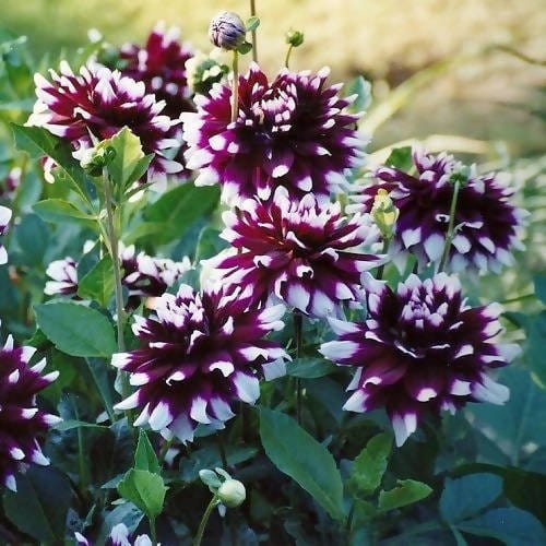 FernsFly Flower Bulb Mystery Day- Dahlia Flower Bulbs Buy Mystery Day- Dahlia Flower Bulbs Online