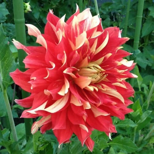 FernsFly-Flower-Bulb-Nick-Sr - Dahalia-Flower-Bulbs-Buy-Nick-Sr-Dahalia-Flower-Bulbs-Online-Urban-Plants