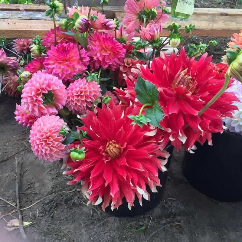 FernsFly-Flower-Bulb-Nick-Sr - Dahalia-Flower-Bulbs-Buy-Nick-Sr-Dahalia-Flower-Bulbs-Online-Urban-Plants