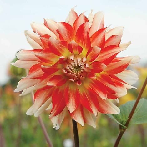 FernsFly Flower Bulb Penny Lane-  Dahlia Flower Bulbs Buy Penny Lane  Dahlia Hybrid Flower Bulbs