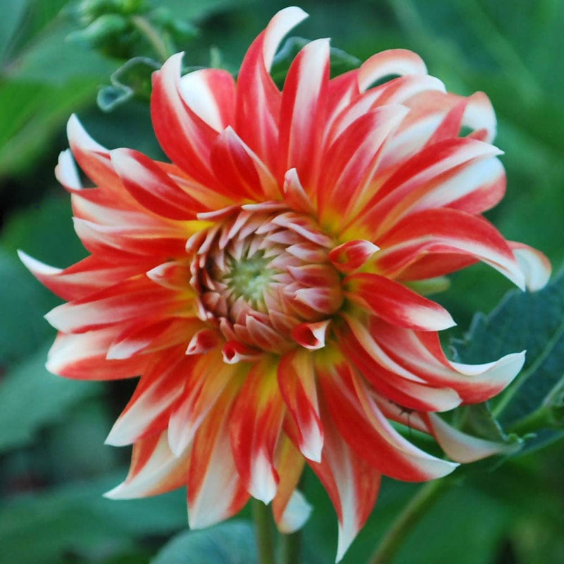 FernsFly Flower Bulb Penny Lane-  Dahlia Flower Bulbs Buy Penny Lane  Dahlia Hybrid Flower Bulbs