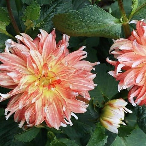 FernsFly Flower Bulb Penny Lane-  Dahlia Flower Bulbs Buy Penny Lane  Dahlia Hybrid Flower Bulbs