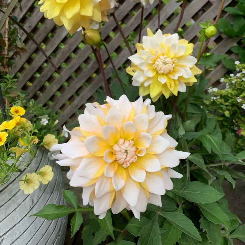 FernsFly Flower Bulb Seattle P- Dahlia Flower Bulbs Buy Seattle P Dahlia Hybrid Flower Bulbs Online