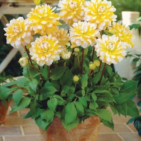FernsFly Flower Bulb Seattle P- Dahlia Flower Bulbs Buy Seattle P Dahlia Hybrid Flower Bulbs Online