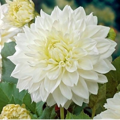 FernsFly Flower Bulb Snow Country - Dahlia Bulbs Buy Dahlia Flower Bulbs Online