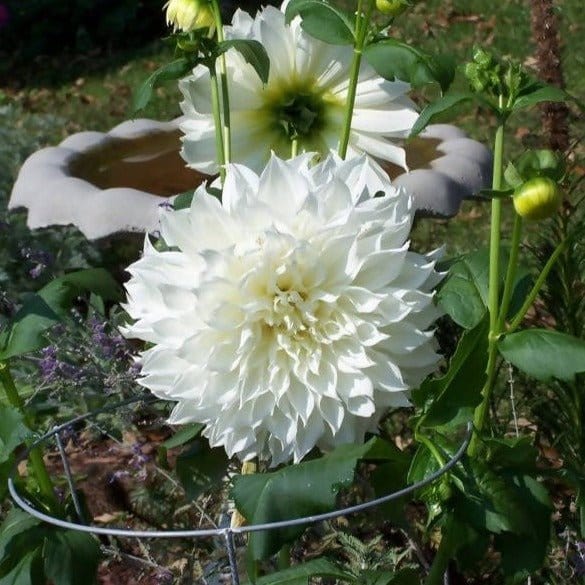 FernsFly Flower Bulb Snow Country - Dahlia Bulbs Buy Dahlia Flower Bulbs Online